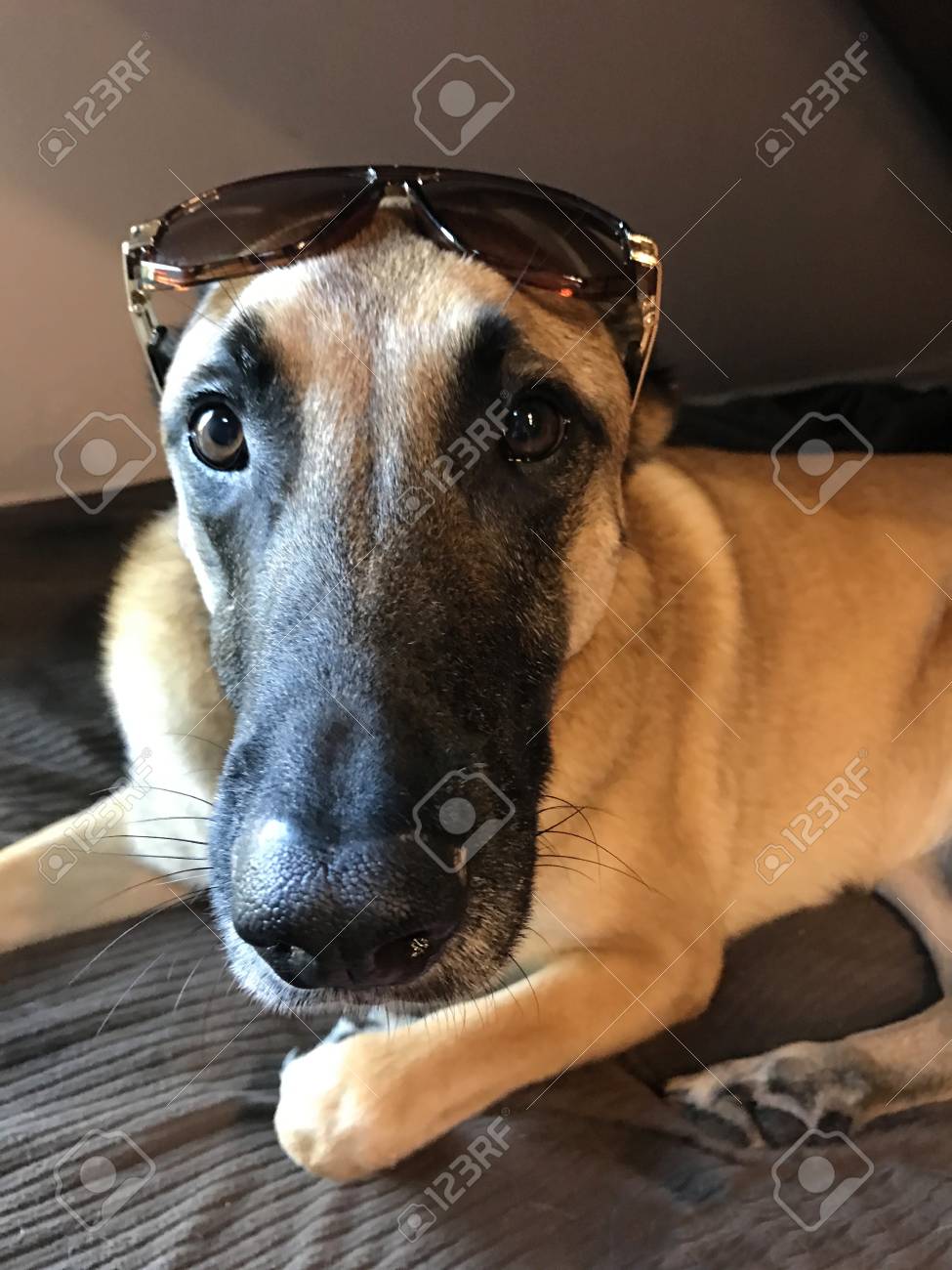 かなり犬 サングラスをかけた の写真素材 画像素材 Image