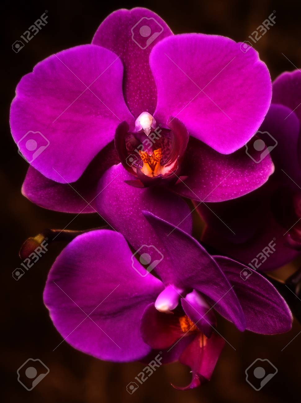 etiam-dictum-ipsum-a-felis