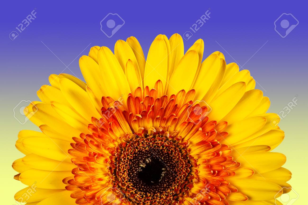 Belle Fleur Jaune Isolé Sur Fond Bleu Jaune