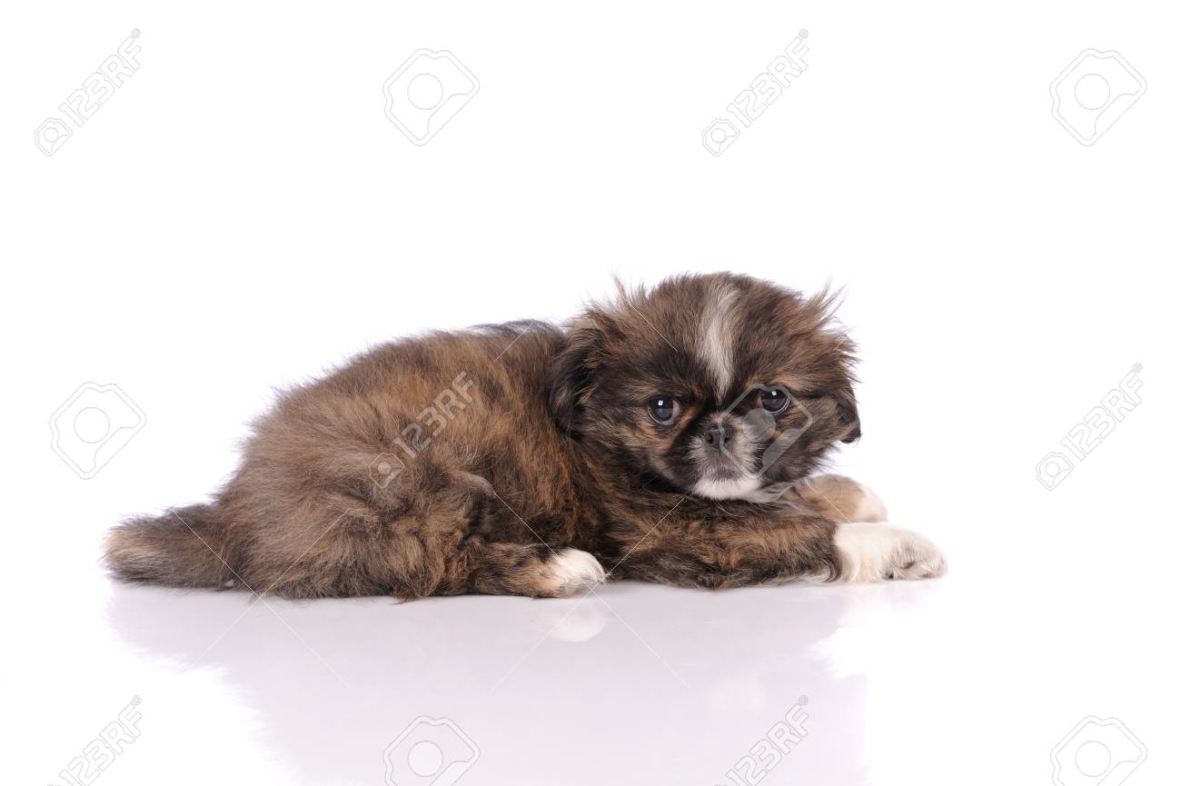 Petit Chien Pekinois De Bebe Isole Sur Fond Blanc Banque D Images Et Photos Libres De Droits Image 1731