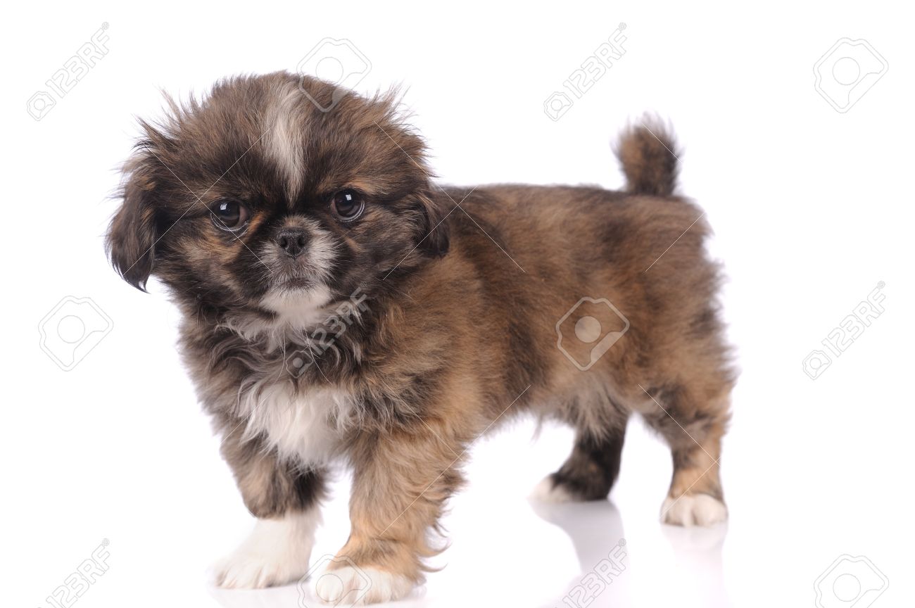 白い背景の上に孤立した小さな赤ちゃんペキニーズ犬