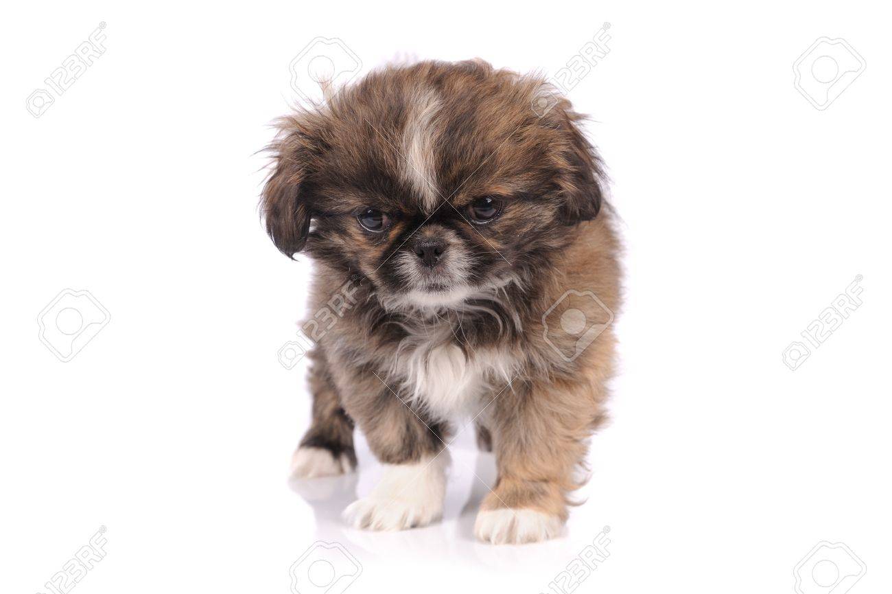 small pekingese