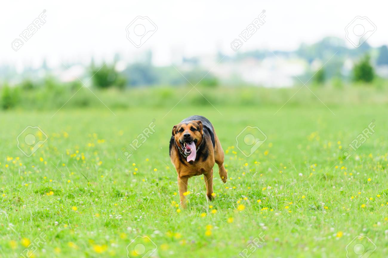 Glucklicher Hund Uber Eine Wiese Lizenzfreie Fotos Bilder Und Stock Fotografie Image 27736823