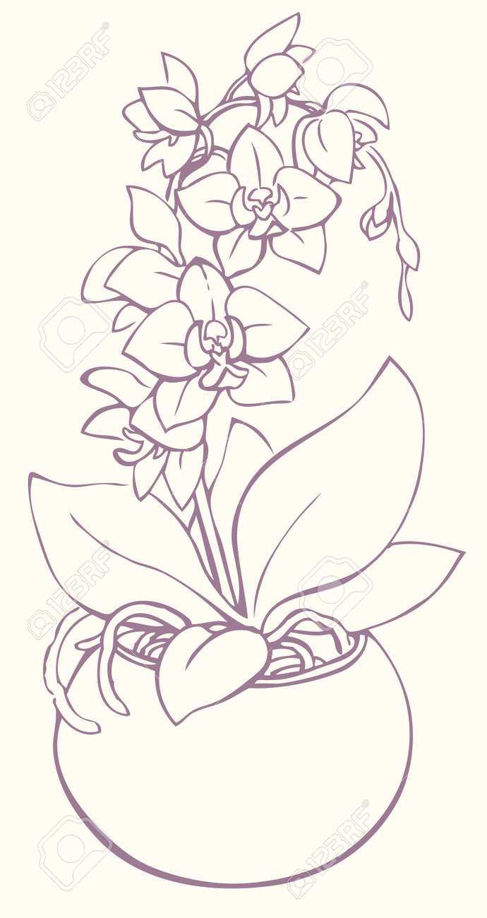 Vector Outline Drawing. Flowering Branch Of Orchid, Growing From A Round  Vase Royalty Free SVG, Cliparts, Vectors, and Stock Illustration. Image  155444768., image size:690x1300