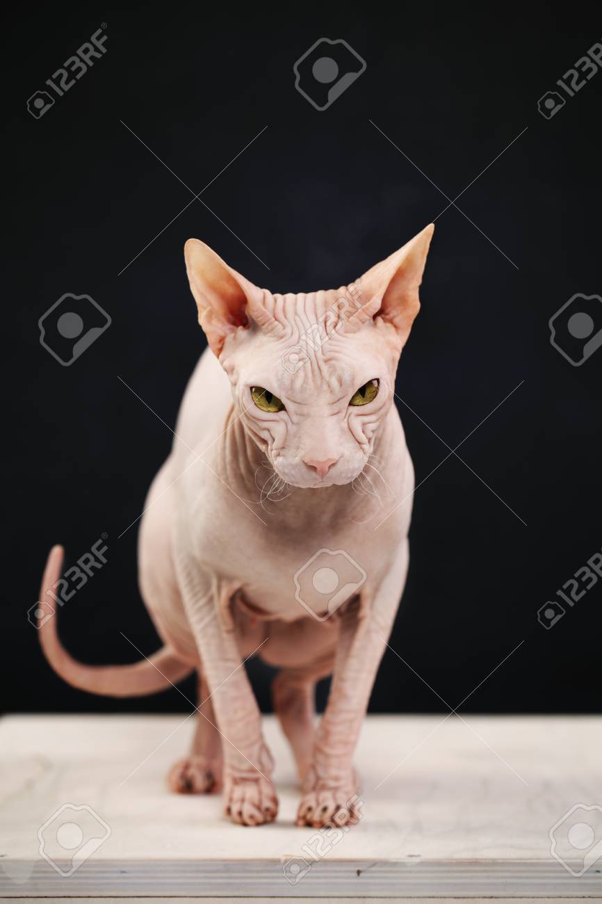 female sphynx cat
