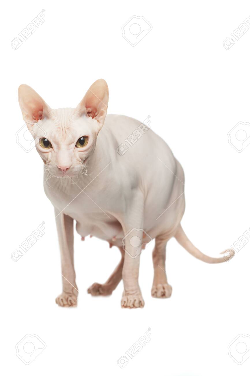 hairless pregnant cat
