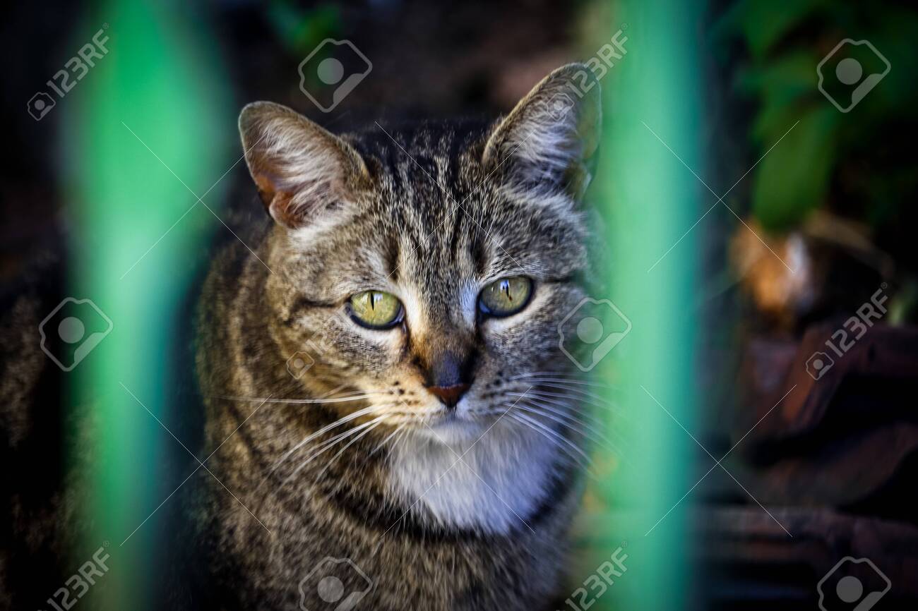 etiam-dictum-ipsum-a-felis