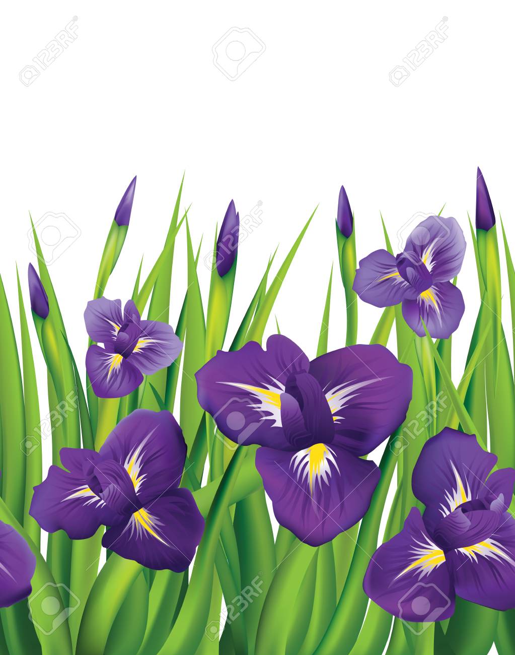 白地に菖蒲 シームレスです ベクトルの図 のイラスト素材 ベクタ Image