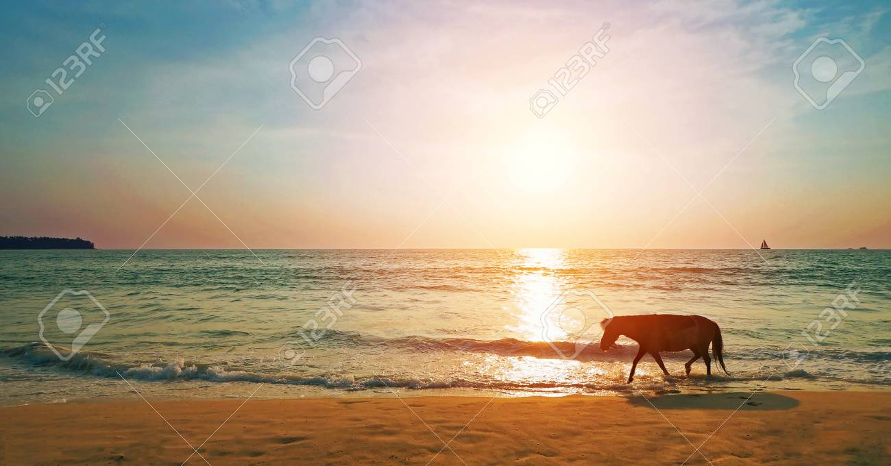 silhouette horse walk on the beach in evening time with sunset
