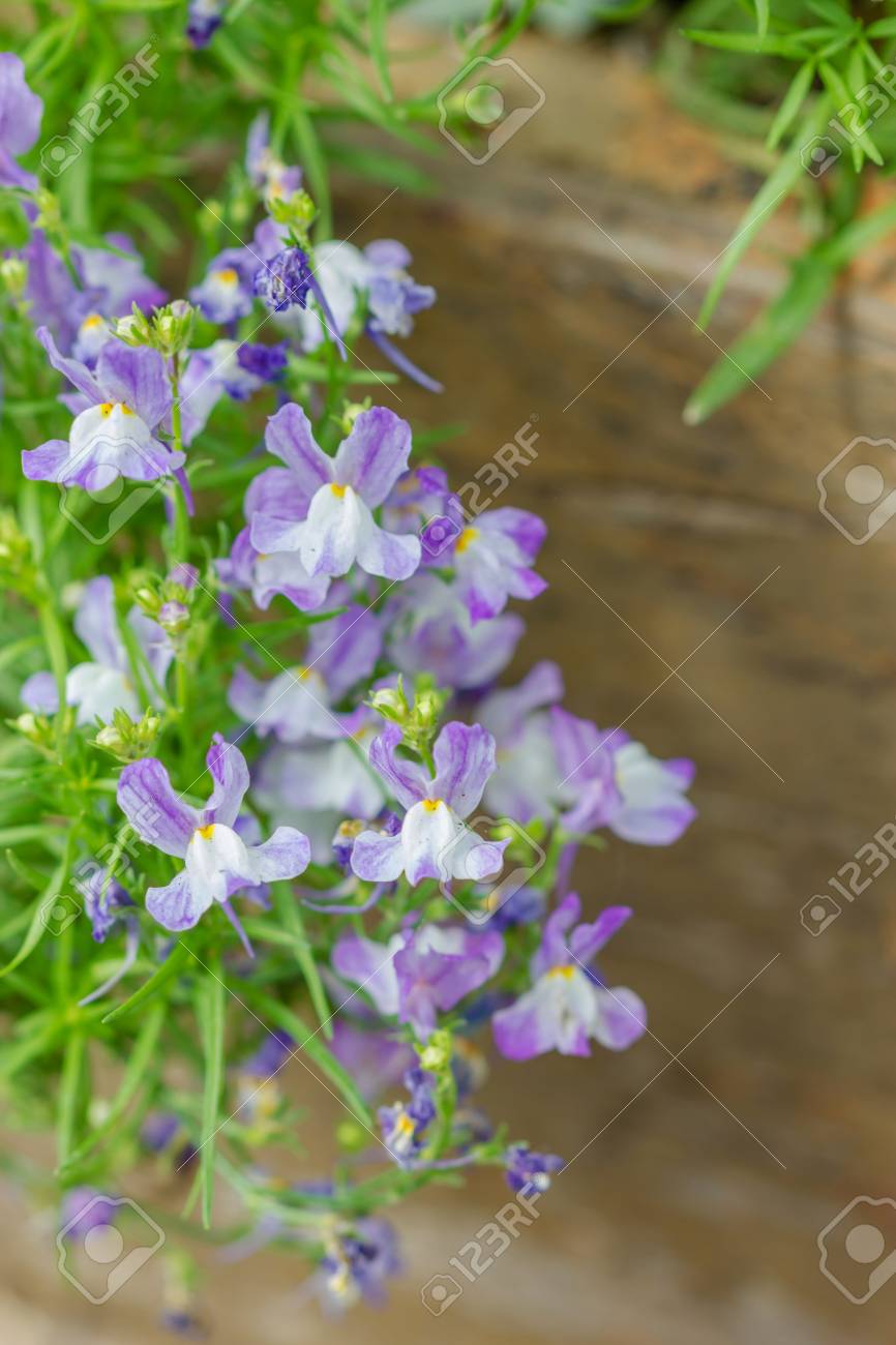 古い木の鍋で夏の花 の写真素材 画像素材 Image