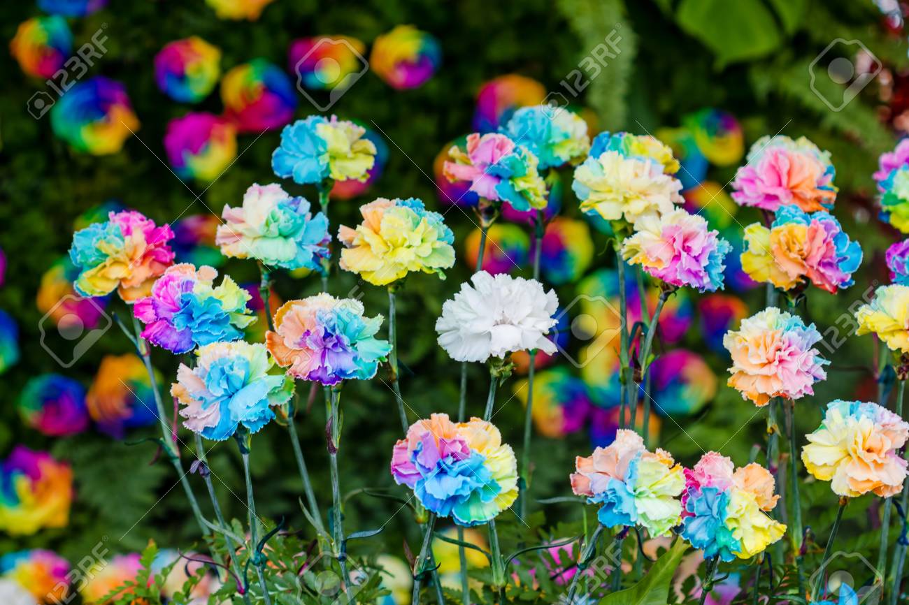 庭で虹カーネーション花のカラフルです の写真素材 画像素材 Image