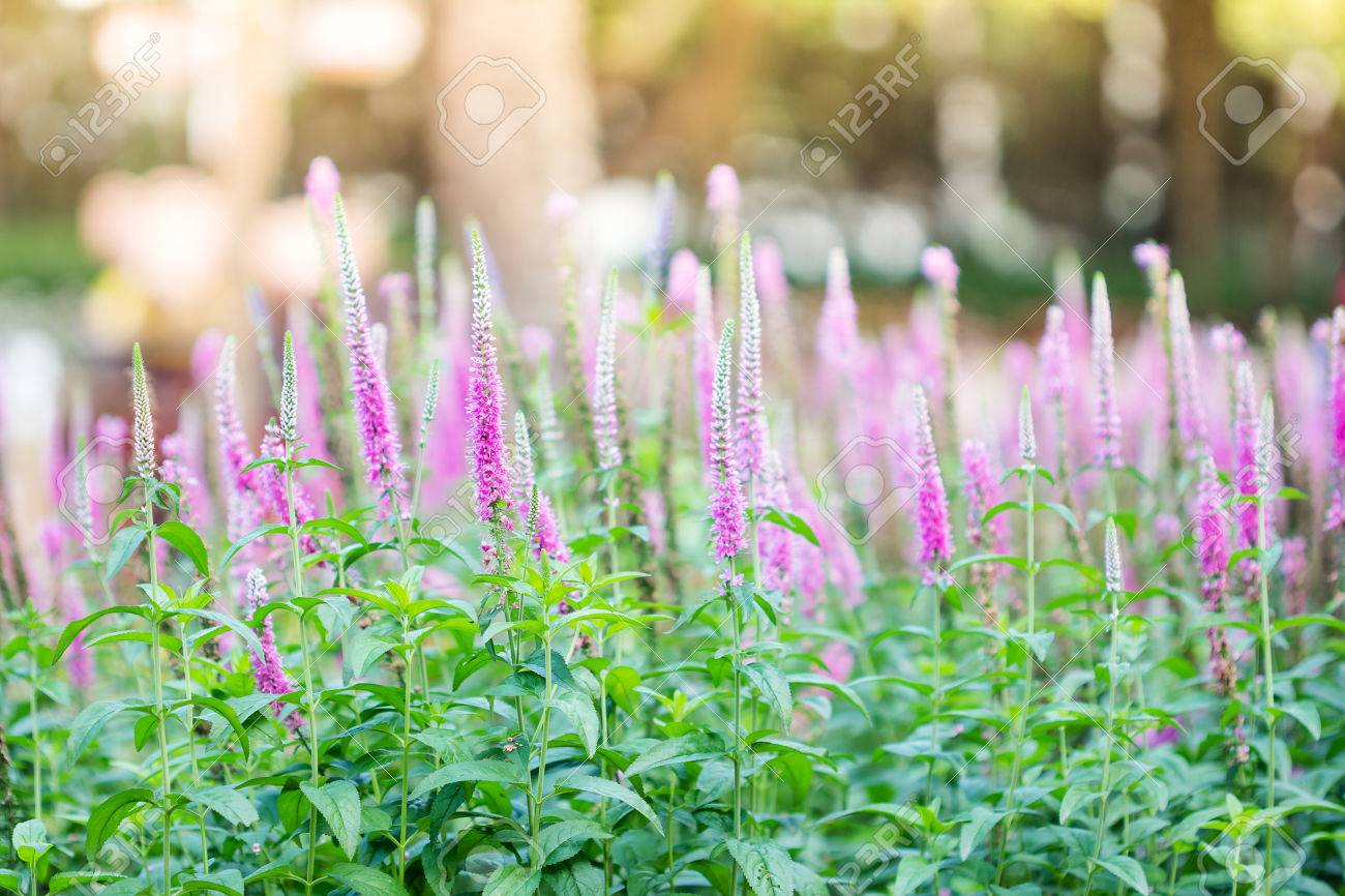 ロイヤル ピンクのキャンドル ベロニカ花 ピンクの花 の写真素材 画像素材 Image