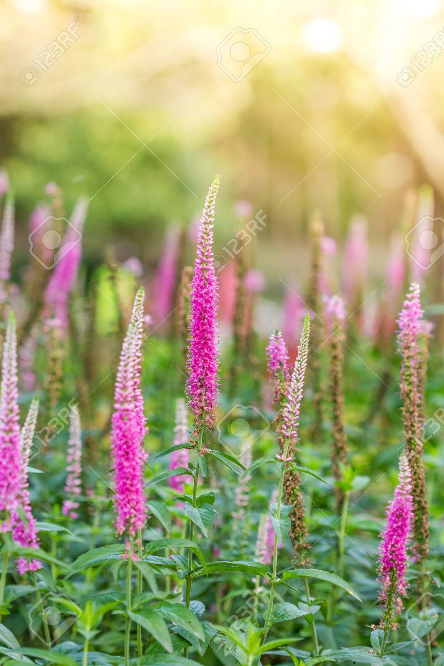 ロイヤル ピンクのキャンドル ベロニカ花 ピンクの花 の写真素材 画像素材 Image