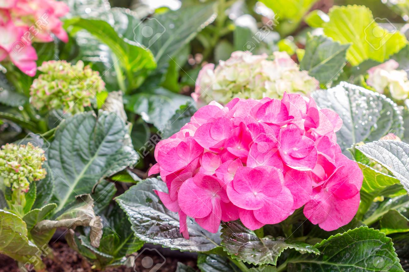 庭のあじさいの花 アジサイ の写真素材 画像素材 Image