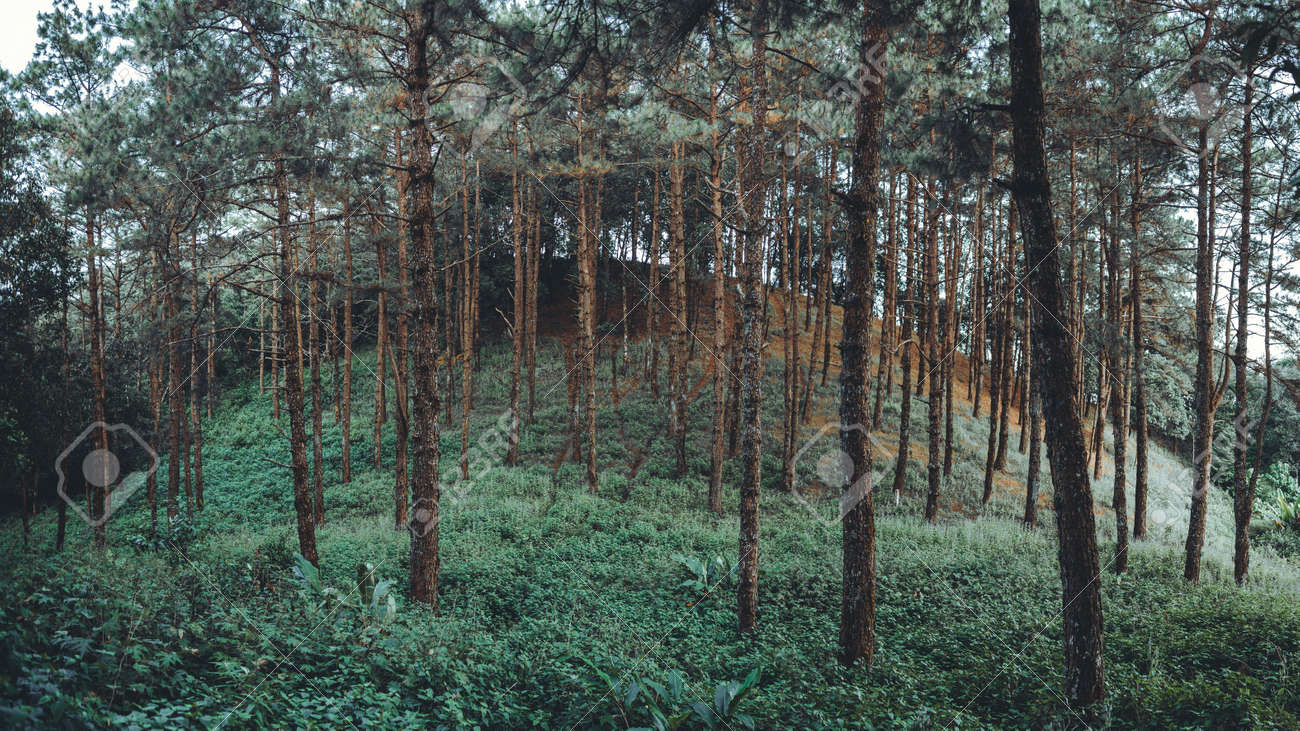 etiam-dictum-ipsum-a-felis