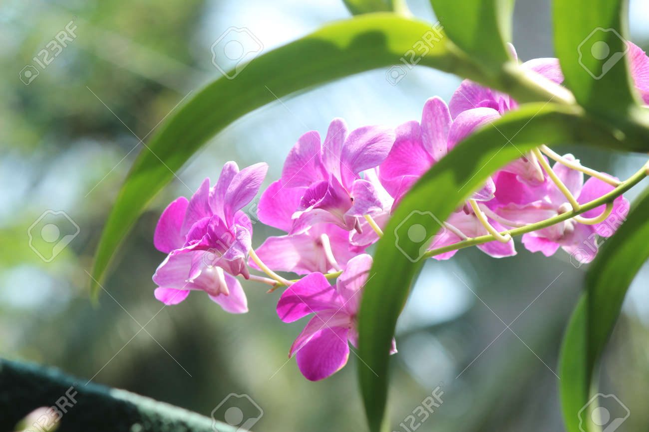 ピンクの着生ラン科植物 ピンクの着生ラン科植物 樹に