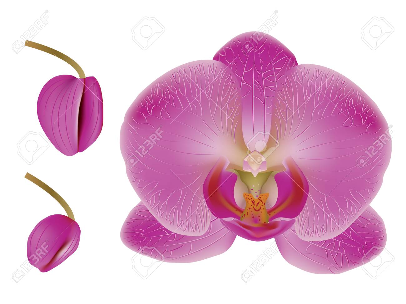 Illustration Of Pink Orchid Flower On White Background Royalty Free Cliparts Vectors And Stock Illustration Image