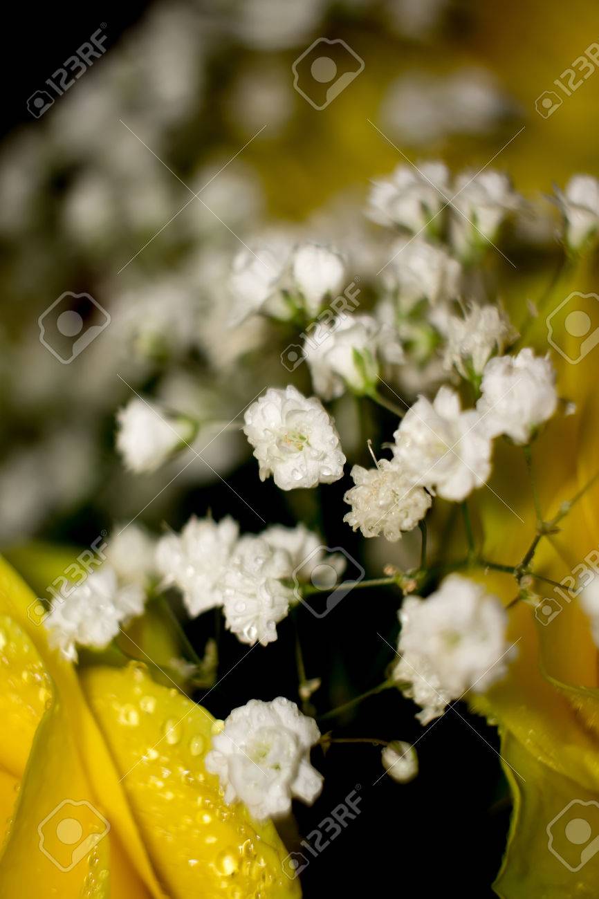 Les Petites Fleurs Blanches Gypsophile Le Souffle Du Bebe En Bouquet Banque D Images Et Photos Libres De Droits Image