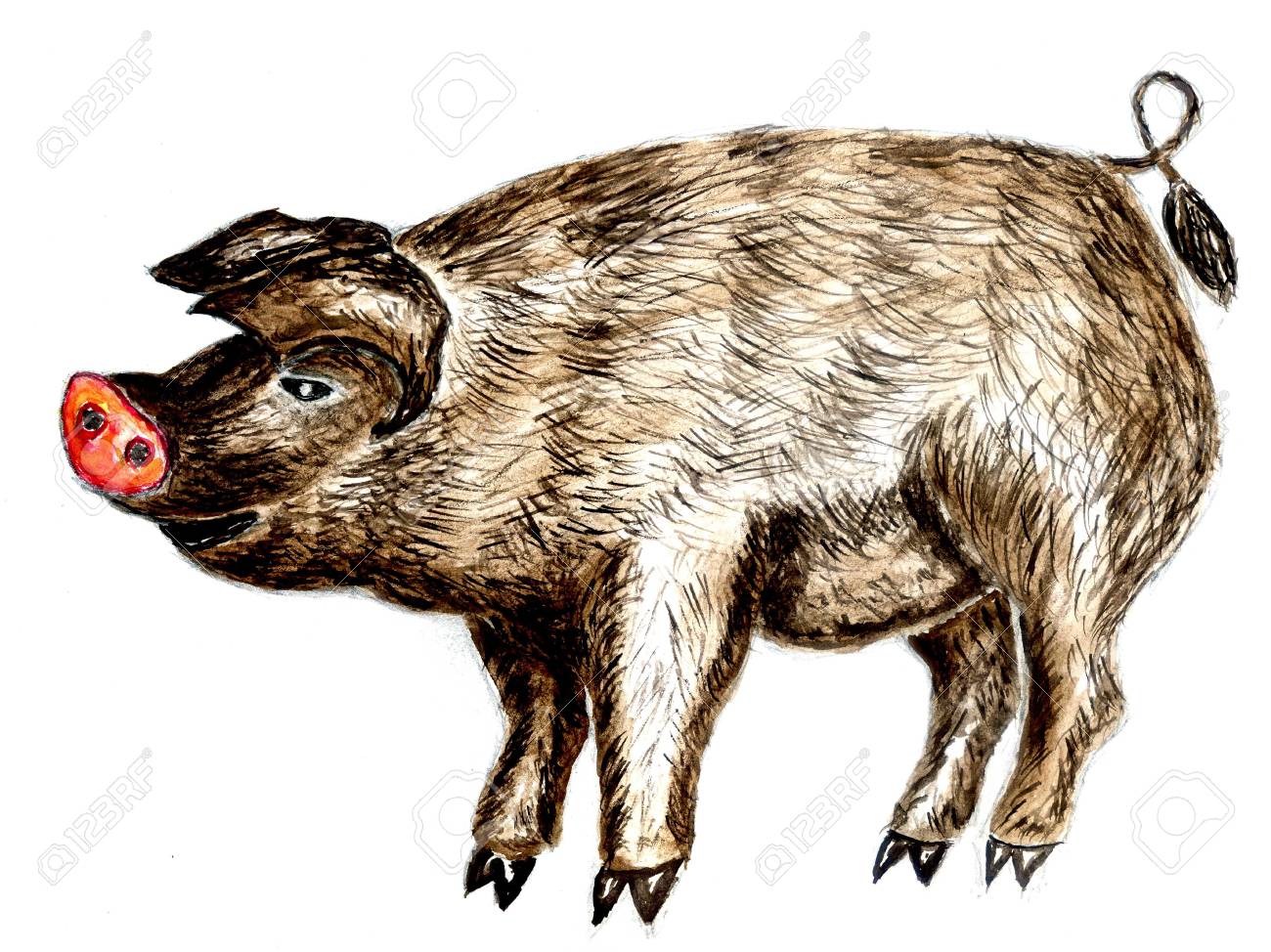 水彩画で描かれた茶色のイノシシイラスト の写真素材 画像素材 Image