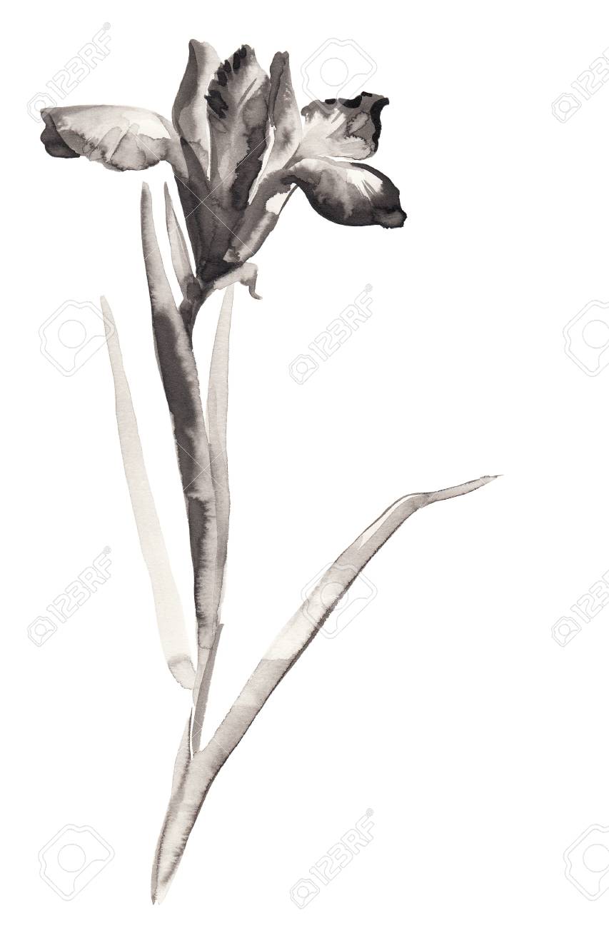 咲くアイリスの花のイラストをインクします スミ E U 罪 Gohua 絵画スタイル シルエットは 白い背景で隔離のブラシ ストロークから成っています の写真素材 画像素材 Image 71743576