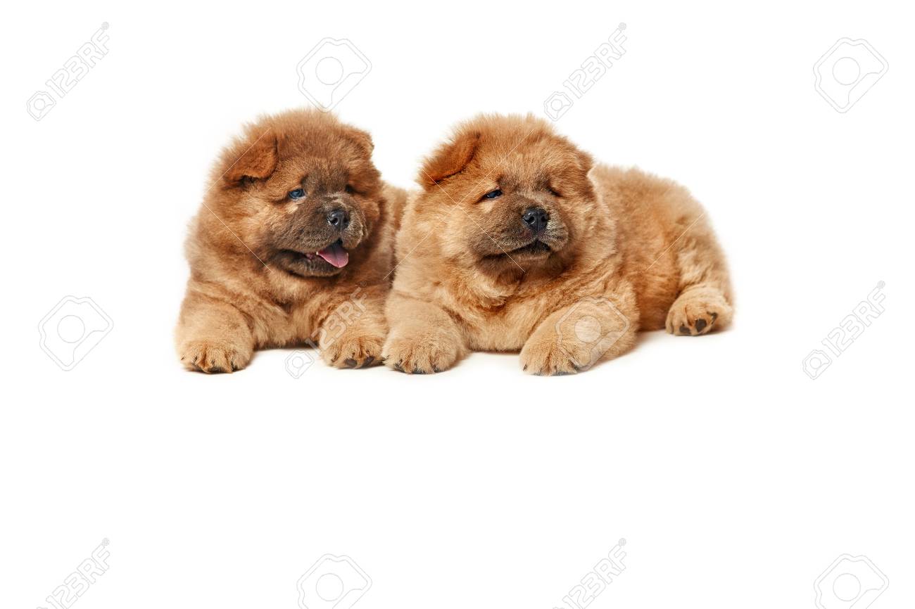 free chow chow puppies