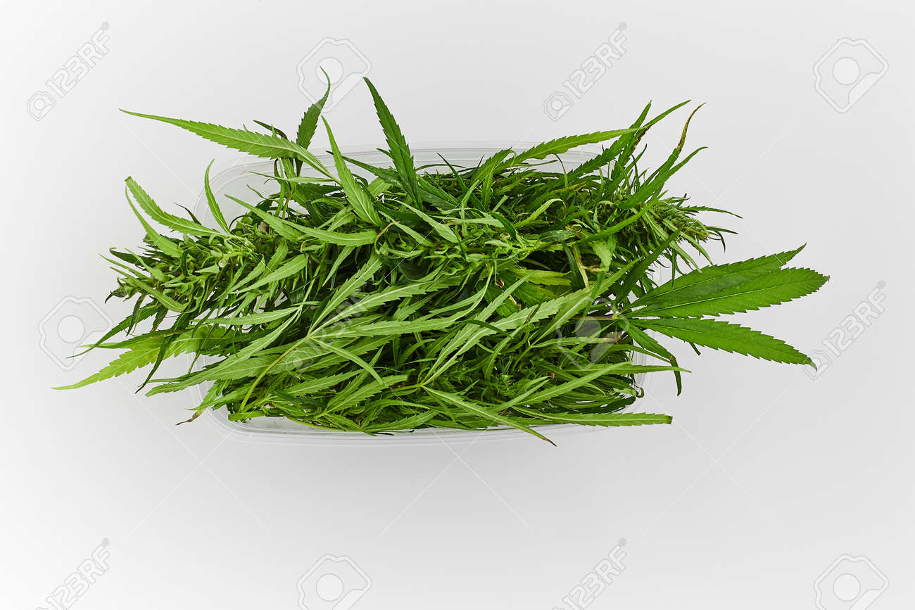 Lots of green leaves and cannabis herb marijuana in a plastic container isolated on white background - 158596253 Lots of green leaves and cannabis herb marijuana in a plastic container isolated on white background - 158596253