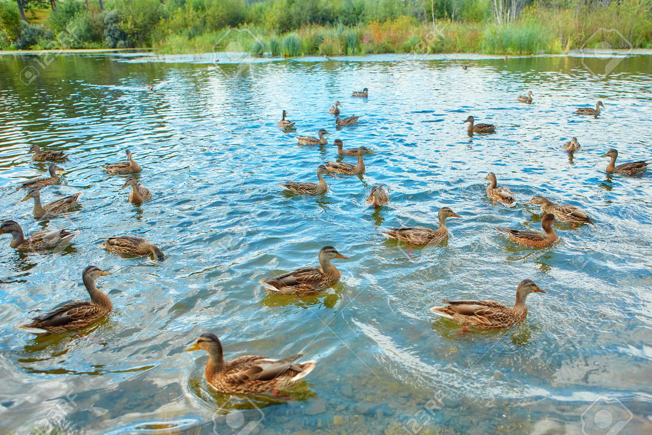 There is a large flock of wild ducks swimming in the swamp. Object of seasonal hunting for waterfowl - 158618871 There is a large flock of wild ducks swimming in the swamp. Object of seasonal hunting for waterfowl - 158618871