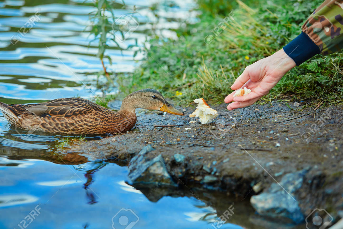 Human feeds a wild duck white bread. The concept of love and respect for nature and animals. - 158618872 Human feeds a wild duck white bread. The concept of love and respect for nature and animals. - 158618872