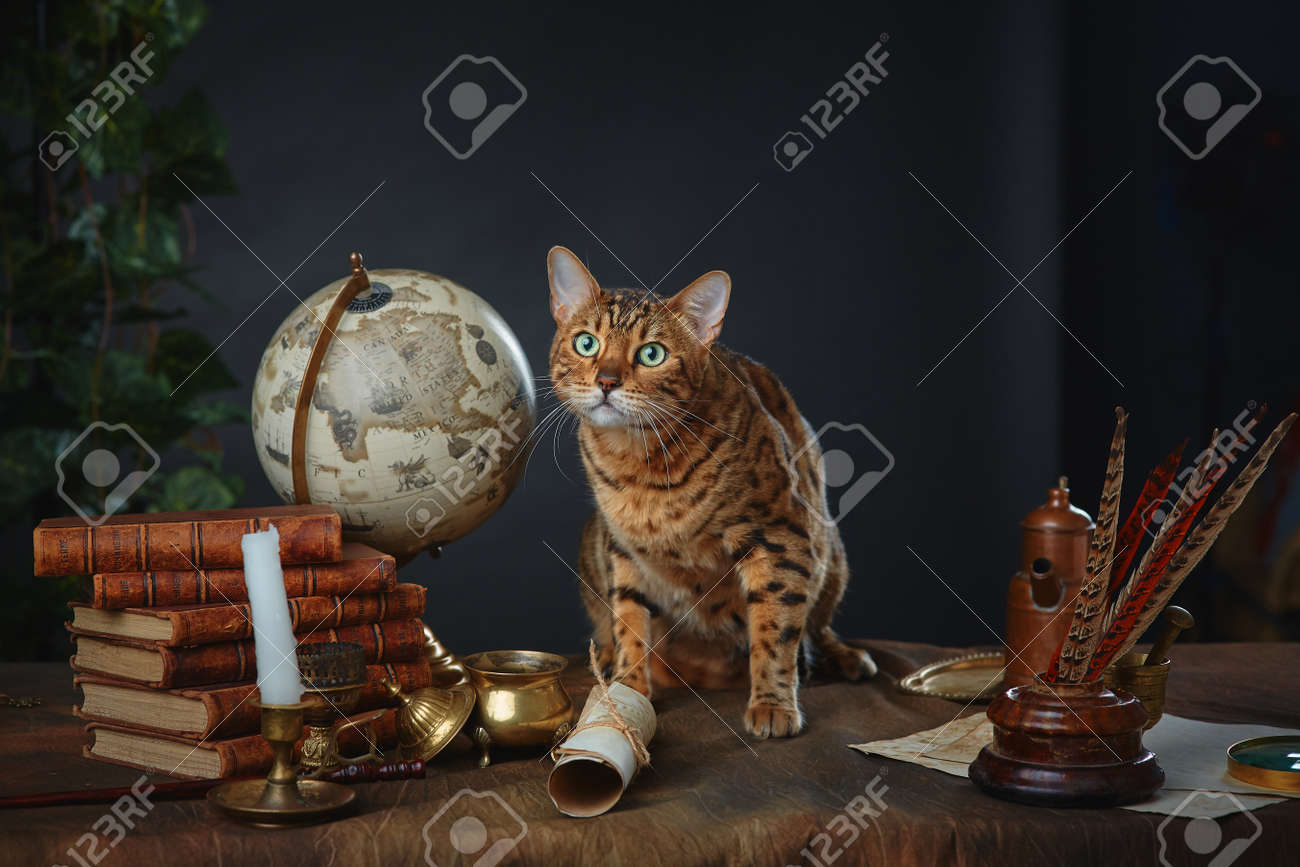Bengal cat, vintage items, books and manuscripts on the table on a dark background. Space for your text. - 158618957 Bengal cat, vintage items, books and manuscripts on the table on a dark background. Space for your text. - 158618957