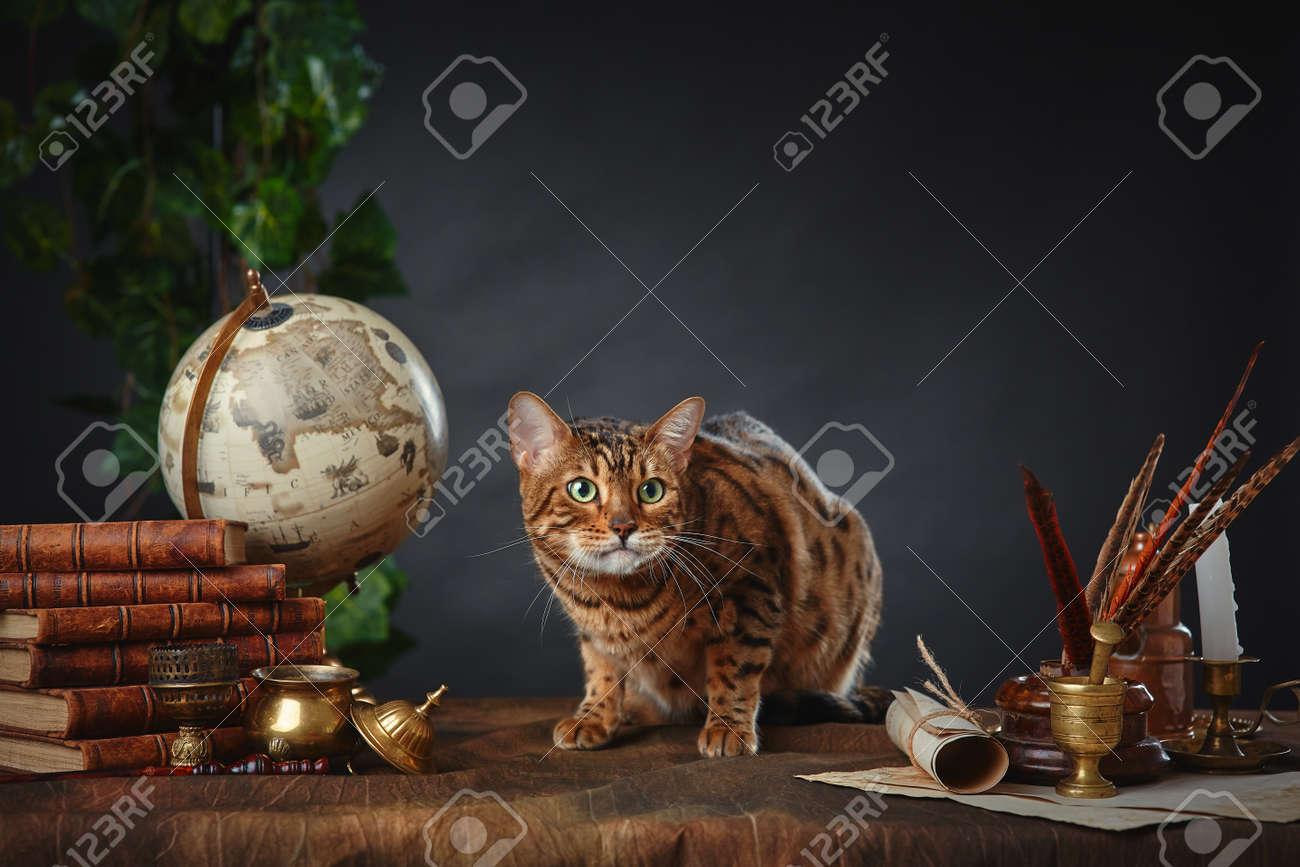 Bengal cat, vintage items, books and manuscripts on the table on a dark background. Space for your text. - 158618974 Bengal cat, vintage items, books and manuscripts on the table on a dark background. Space for your text. - 158618974