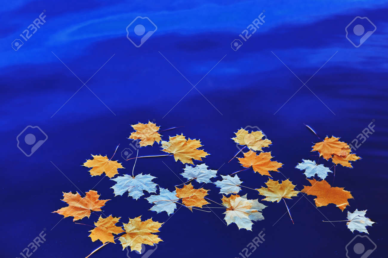 Fallen autumn yellow maple leaves on the surface of blue water. Space for your text. - 158664321 Fallen autumn yellow maple leaves on the surface of blue water. Space for your text. - 158664321