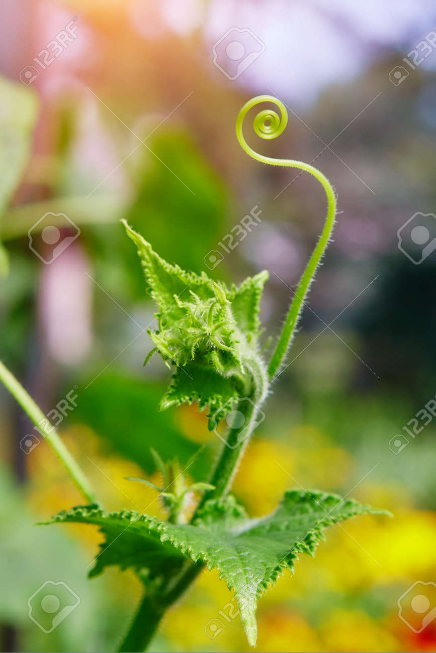 A close up of a tendril growing on a cucumber plant. The plants in the greenhouse non-GMO, vegetarian food - 158561240 A close up of a tendril growing on a cucumber plant. The plants in the greenhouse non-GMO, vegetarian food - 158561240