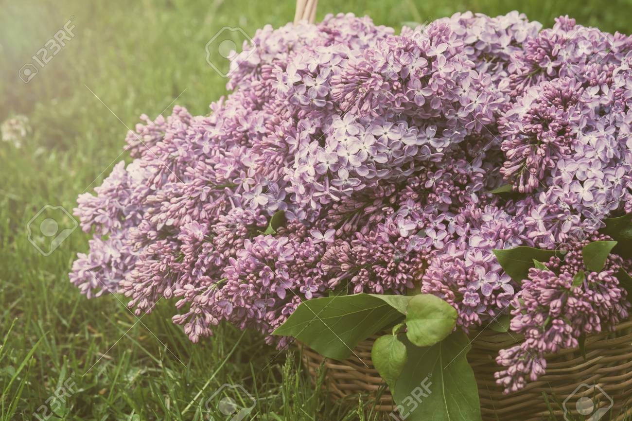 Branches Of Flowering Purple Lilac Syringa In A Basket On A Green ... Branches Of Flowering Purple Lilac Syringa In A Basket On A Green ...