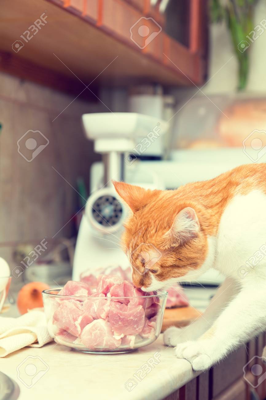 Red And White Cat Takes A Piece Of Meat From A Table Kitty On