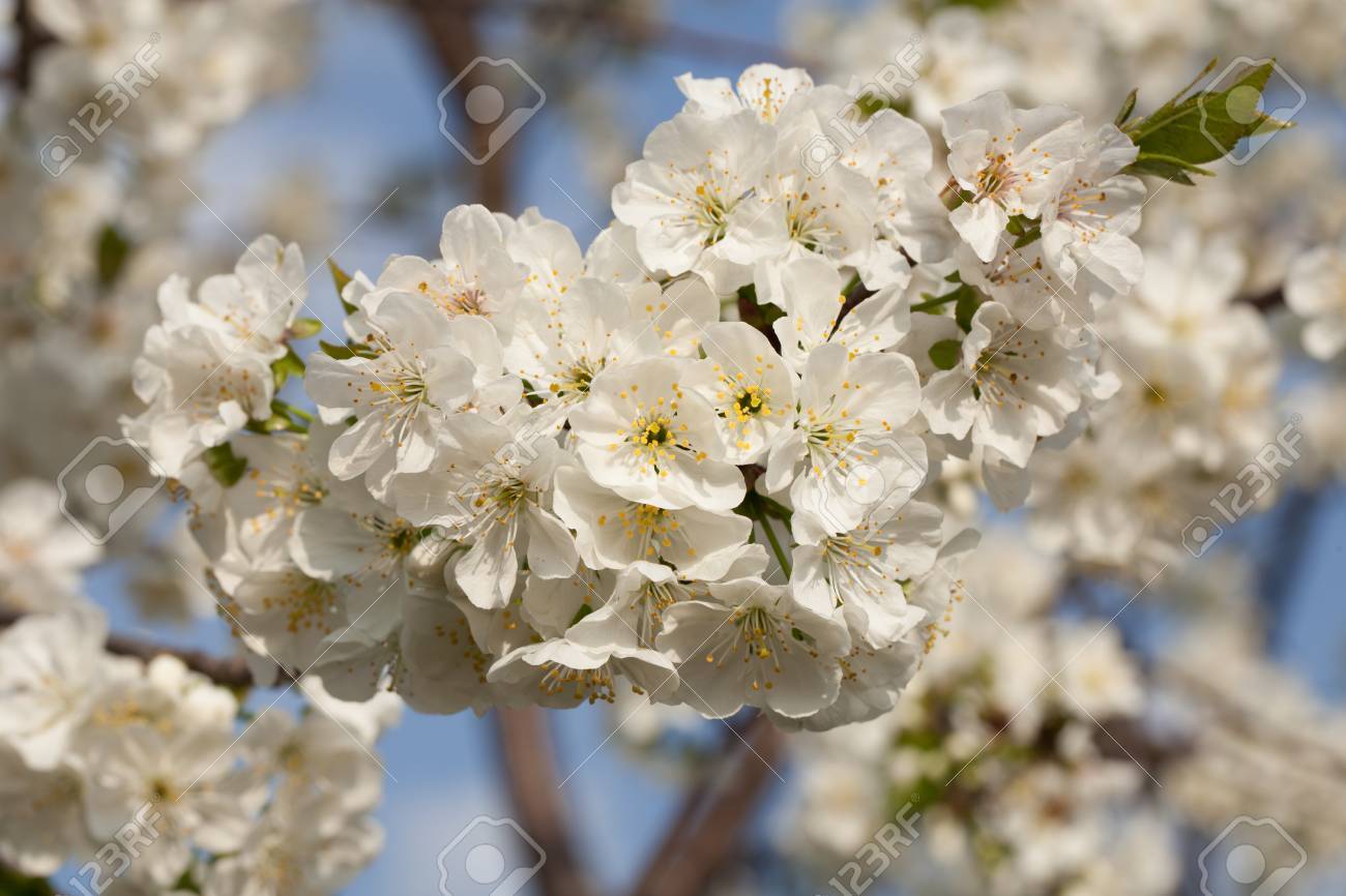 Jardin Du Printemps Pêche Arbre Fleurs Composition De La Nature