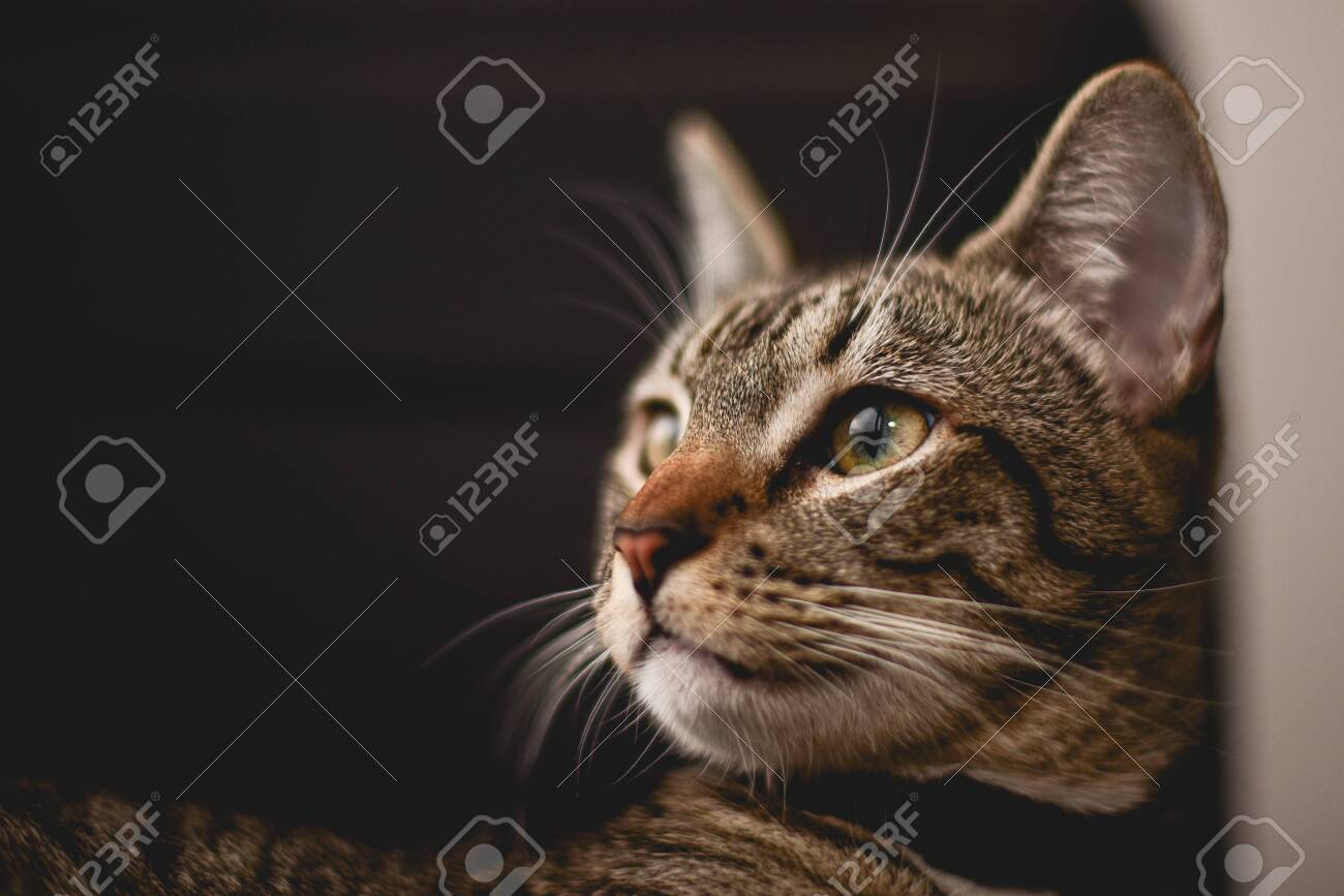 etiam-dictum-ipsum-a-felis