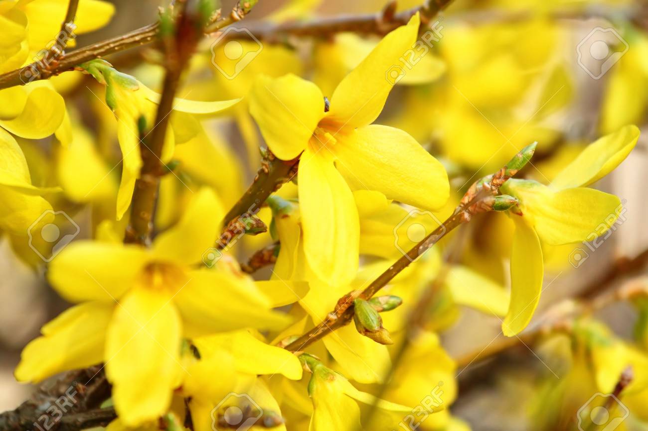 Schöne Gelbe Blüten Von Forsythie Busch In Garten Lizenzfreie Fotos, Bilder  und Stock Fotografie. Image 6911656.