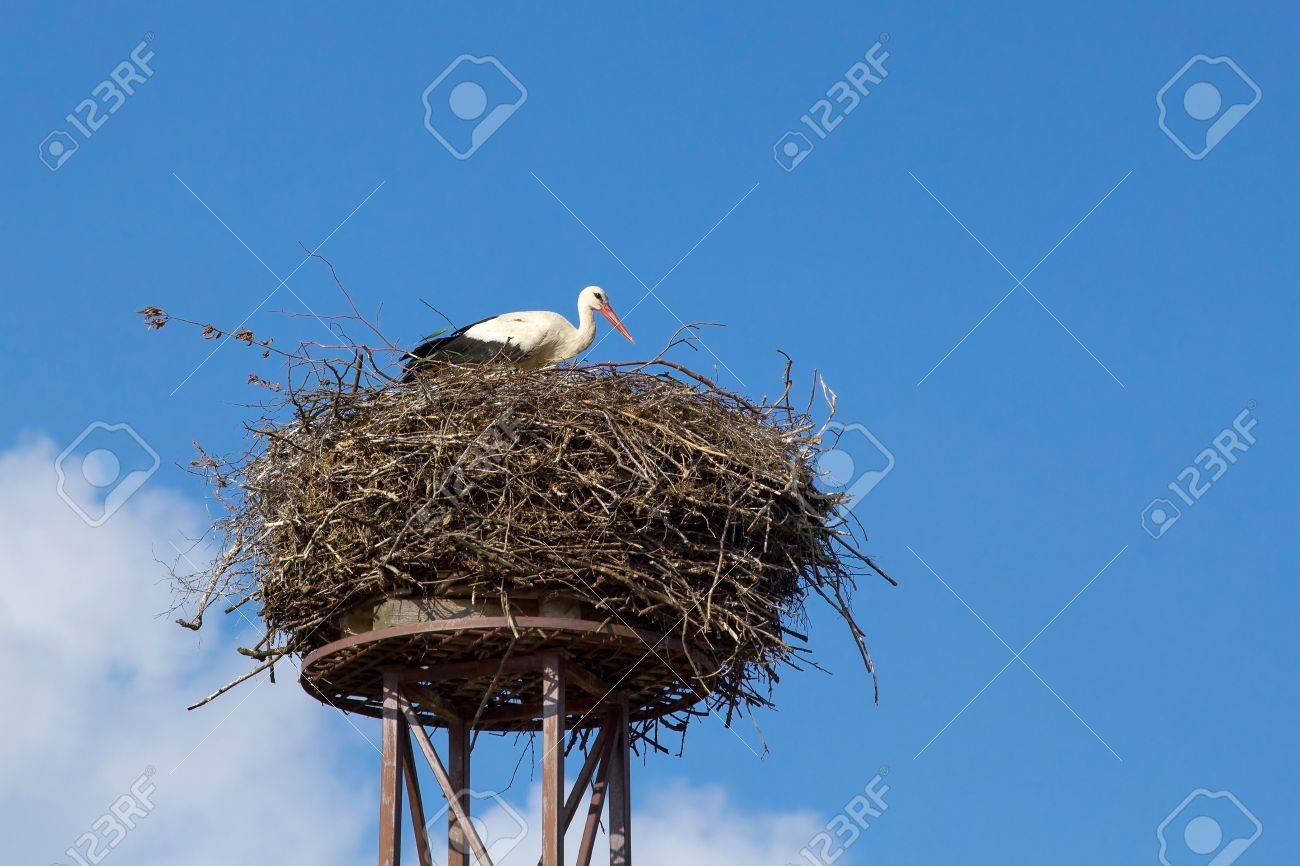 a mother white stork Ciconia ciconi bird on a chimney - 12343123 a mother white stork Ciconia ciconi bird on a chimney - 12343123