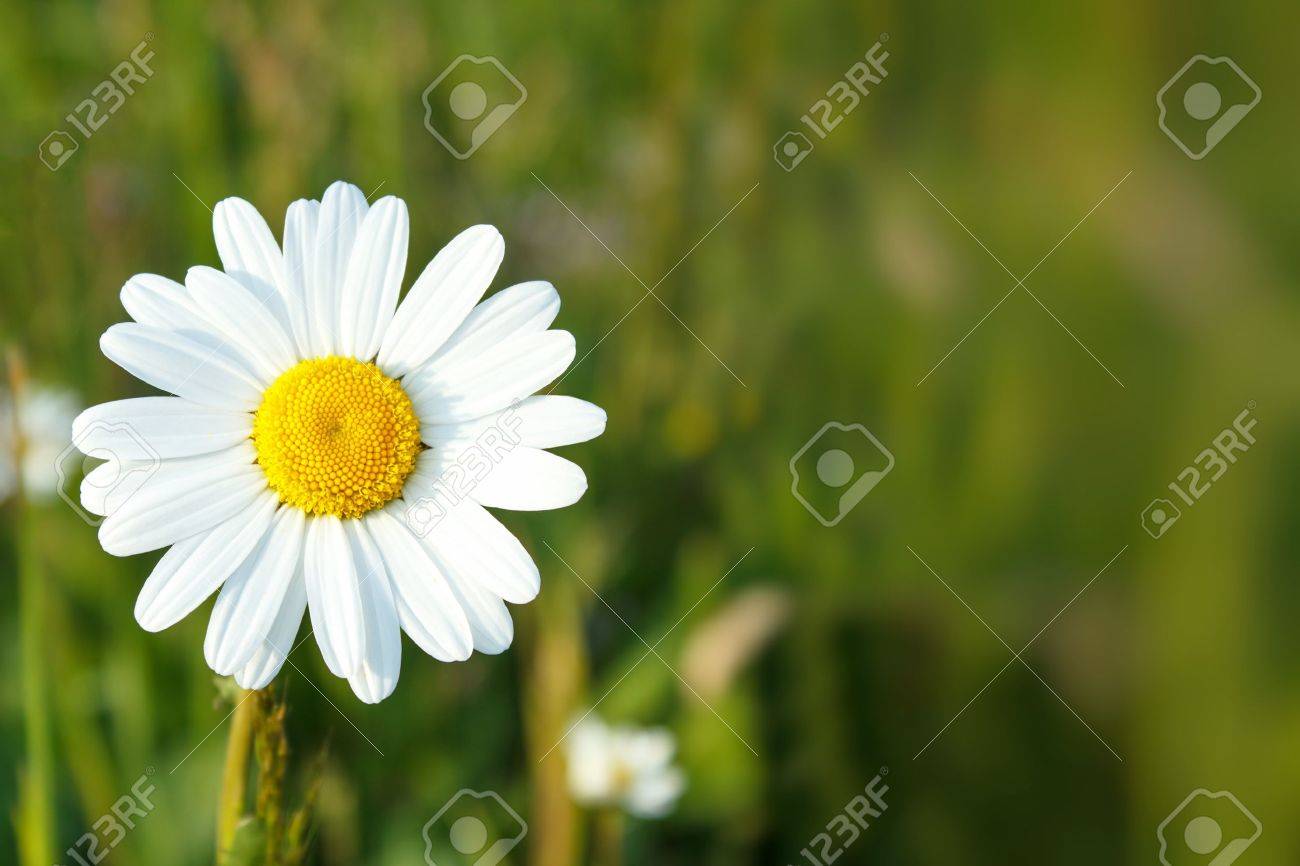 浅いフォーカスを持つ白いマーガレットの花のクローズ アップ の写真素材 画像素材 Image