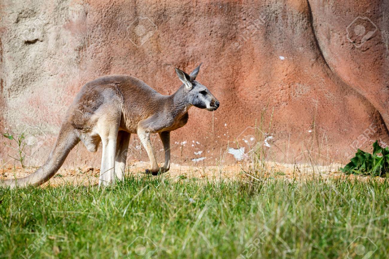 かわいい オーストラリア カンガルーの屋外 Agins 赤い岩をリラックス の写真素材 画像素材 Image
