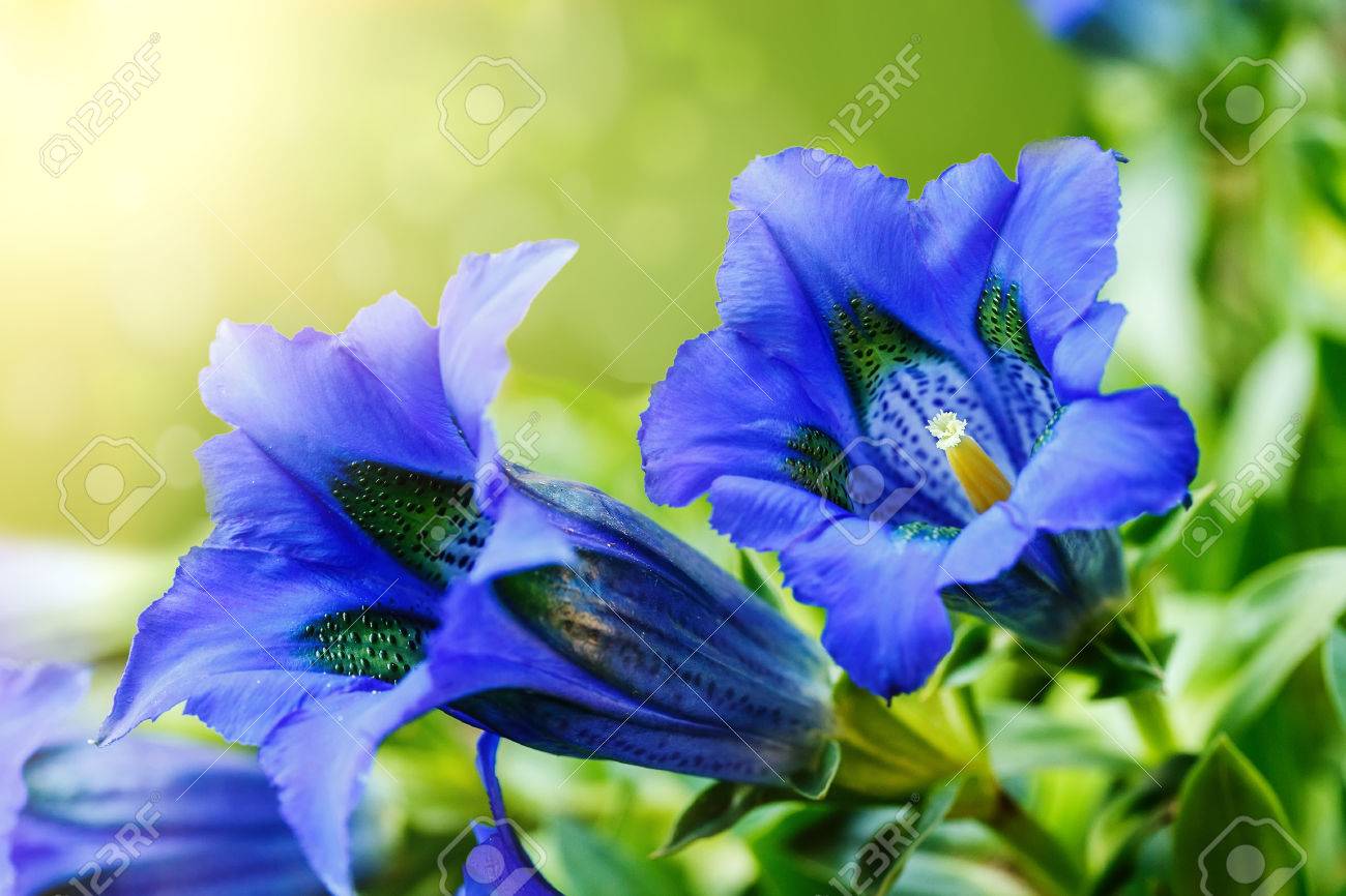 Trumpet gentiana blue spring flower in garden with sunlight in background - 27865135 Trumpet gentiana blue spring flower in garden with sunlight in background - 27865135