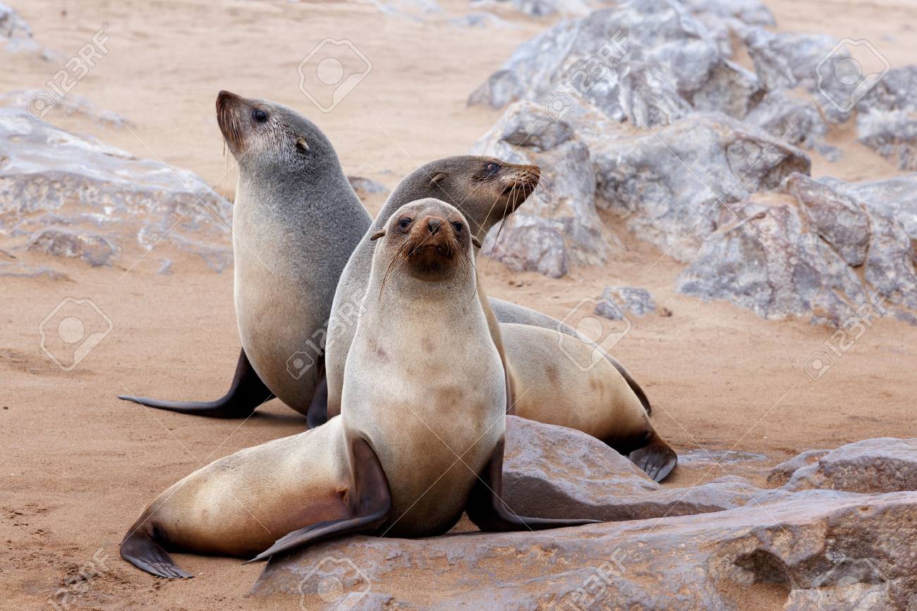 Portrait De Otarie A Fourrure D Afrique Du Sud Arctocephalus Pusillus A Cape Cross En Namibie Vue Grand Angle La Vraie Photographie De La Faune Banque D Images Et Photos Libres De Droits Image
