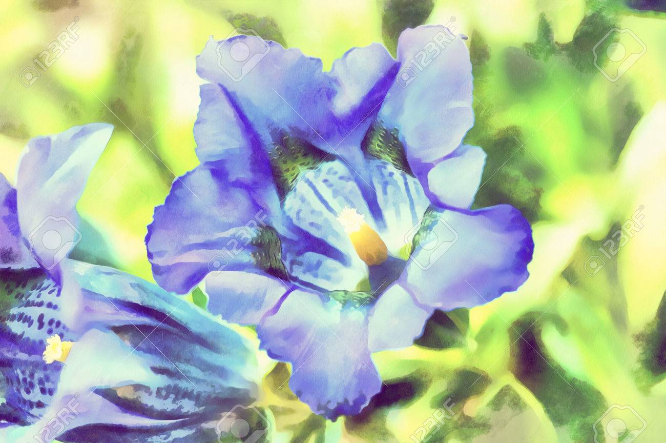 ヴィンテージ色のトーンの庭でトランペット リンドウの青春花の水彩イラスト の写真素材 画像素材 Image