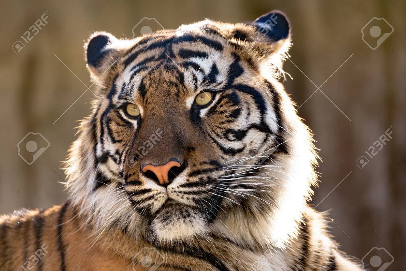 Sumatran tiger (Panthera tigris sumatrae) is a rare tiger subspecies that inhabits the Indonesian island of Sumatra - 47843094 Sumatran tiger (Panthera tigris sumatrae) is a rare tiger subspecies that inhabits the Indonesian island of Sumatra - 47843094