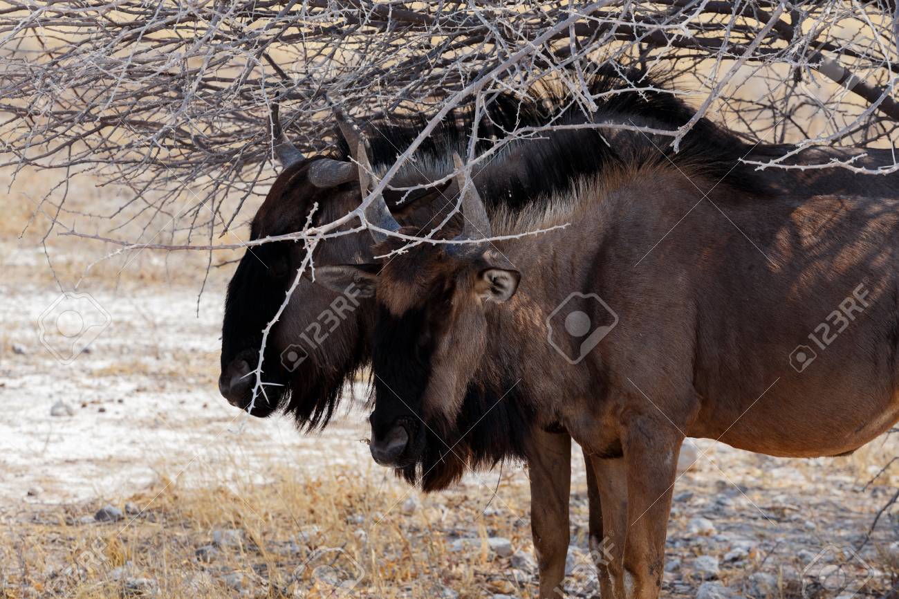 砂漠 ナミビア エトーシャ公園真の野生動物の野生のヌー Gnu 立って の写真素材 画像素材 Image