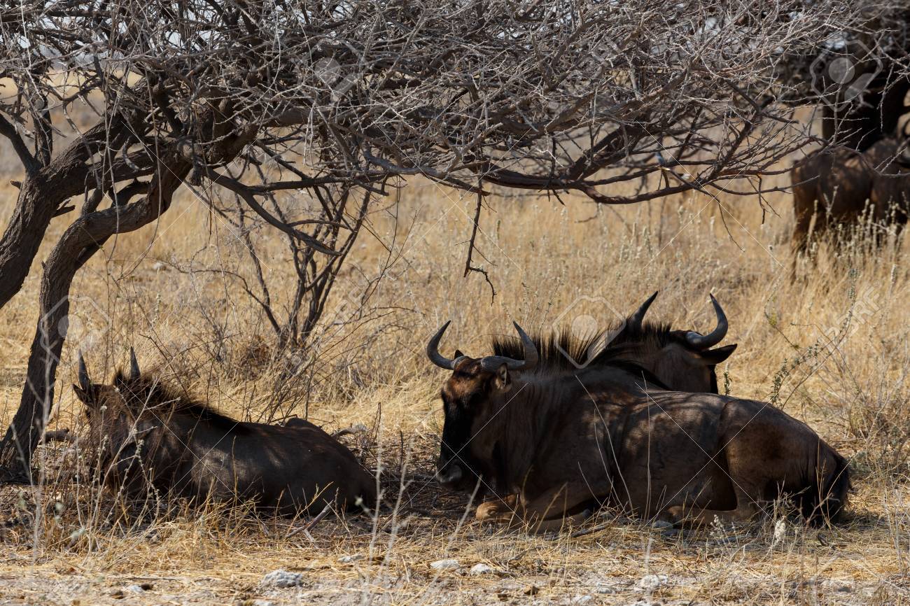 砂漠 ナミビア エトーシャ公園真の野生動物の野生のヌー Gnu 立って の写真素材 画像素材 Image 砂漠 ナミビア エトーシャ公園真の野生動物の野生のヌー Gnu 立って の写真素材 画像素材 Image