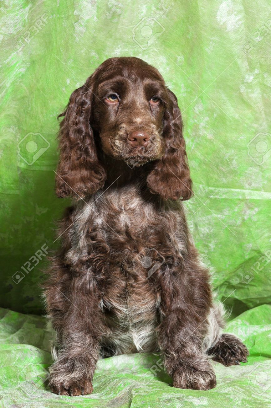 brown english cocker spaniel puppy on green background stock photo