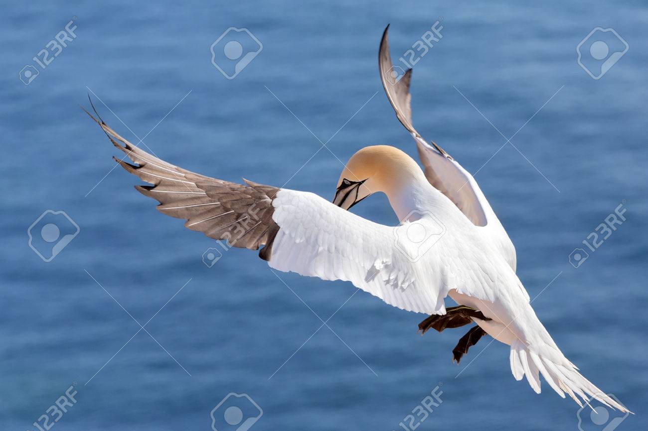Fou De Bassan Sula Bassana Beau Vol Oiseau De Mer Avec De Leau De Mer Bleue En Arrière Plan Lîle De Helgoland Allemagne