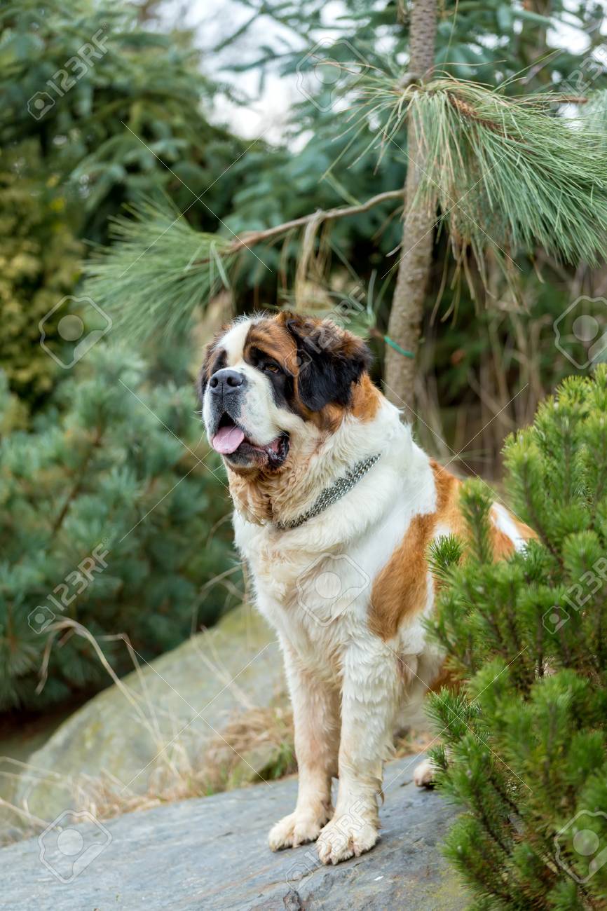 Buy sad saint bernard Best Sale