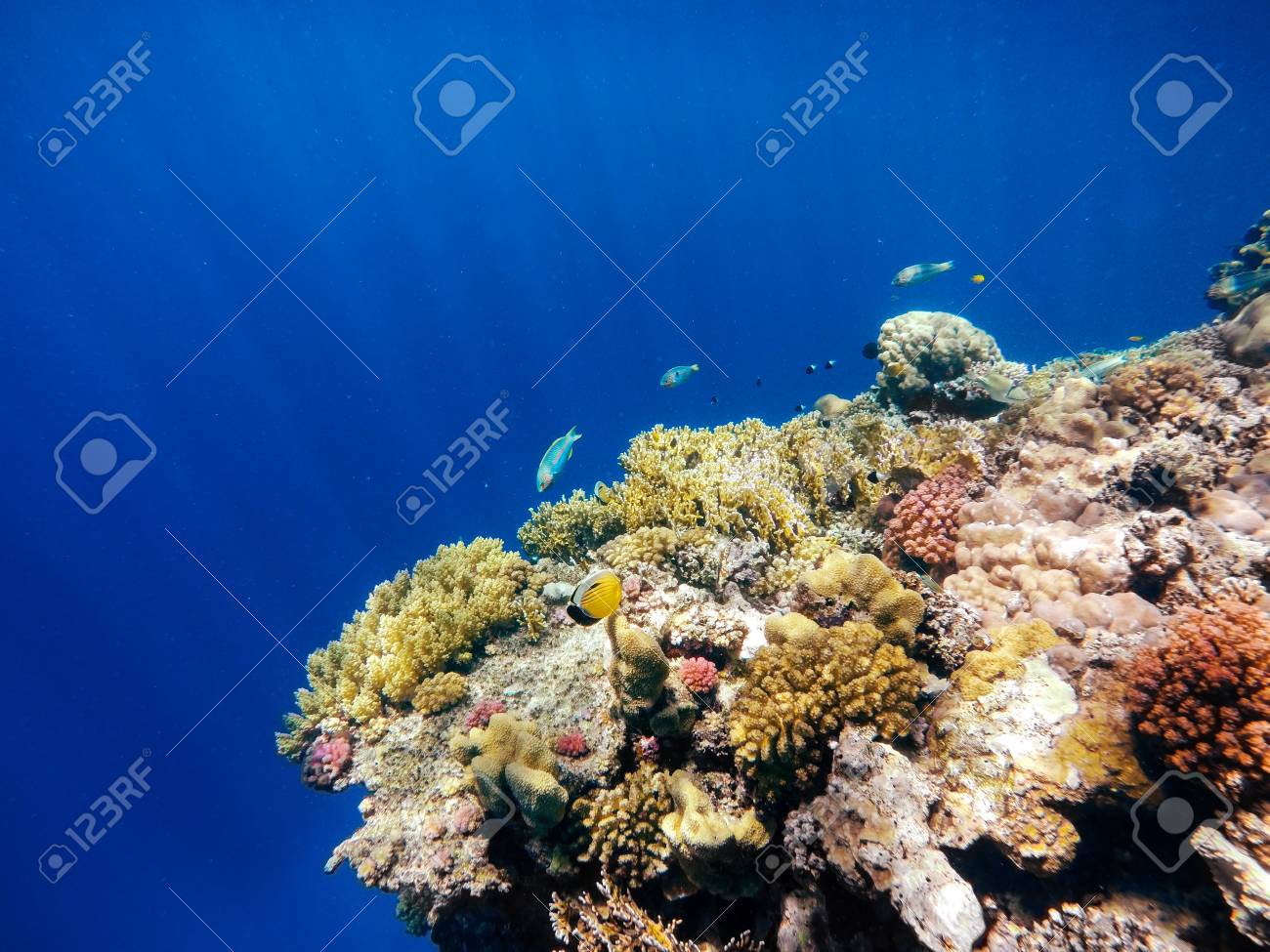 サンゴと海の赤魚 Klunzinger のベラ ヤマブキベラ Rueppellii とバック グラウンド他のサンゴと深い青色の海で 仮面の蝶の魚は魚します サファガ エジプト の写真素材 画像素材 Image サンゴと海の赤魚 Klunzinger のベラ ヤマブキベラ Rueppellii とバック グラウンド他のサンゴと深い青色の海で 仮面の蝶の魚は魚します サファガ エジプト の写真素材 画像素材 Image